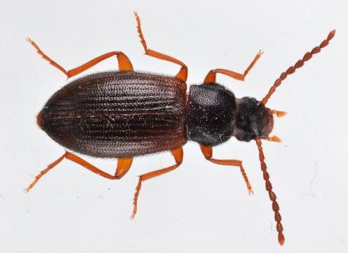 Réf. 181 286 : Mycetochara sp.